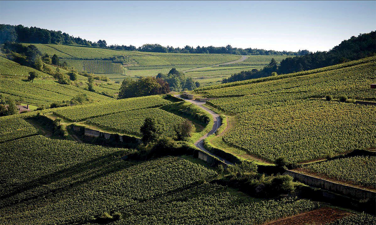Aloxe Corton