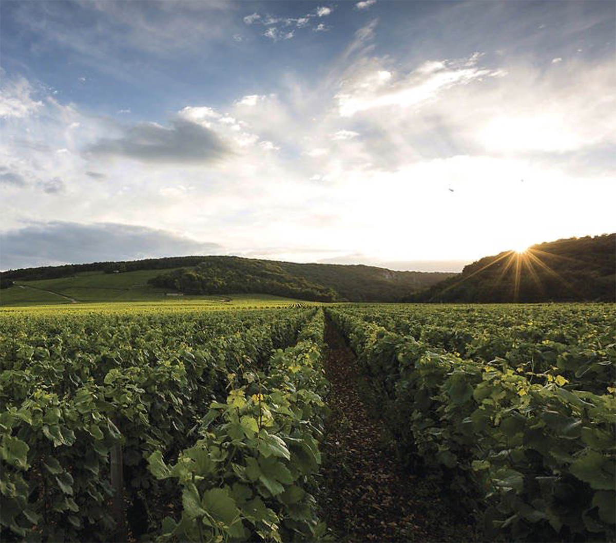 Vosne Romanee